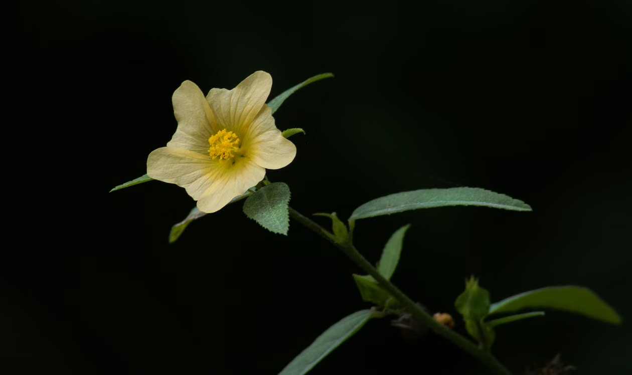 Sidakraut (Sida cordifolia) Blüte, ayurvedische Heilpflanze mit Ephedrin