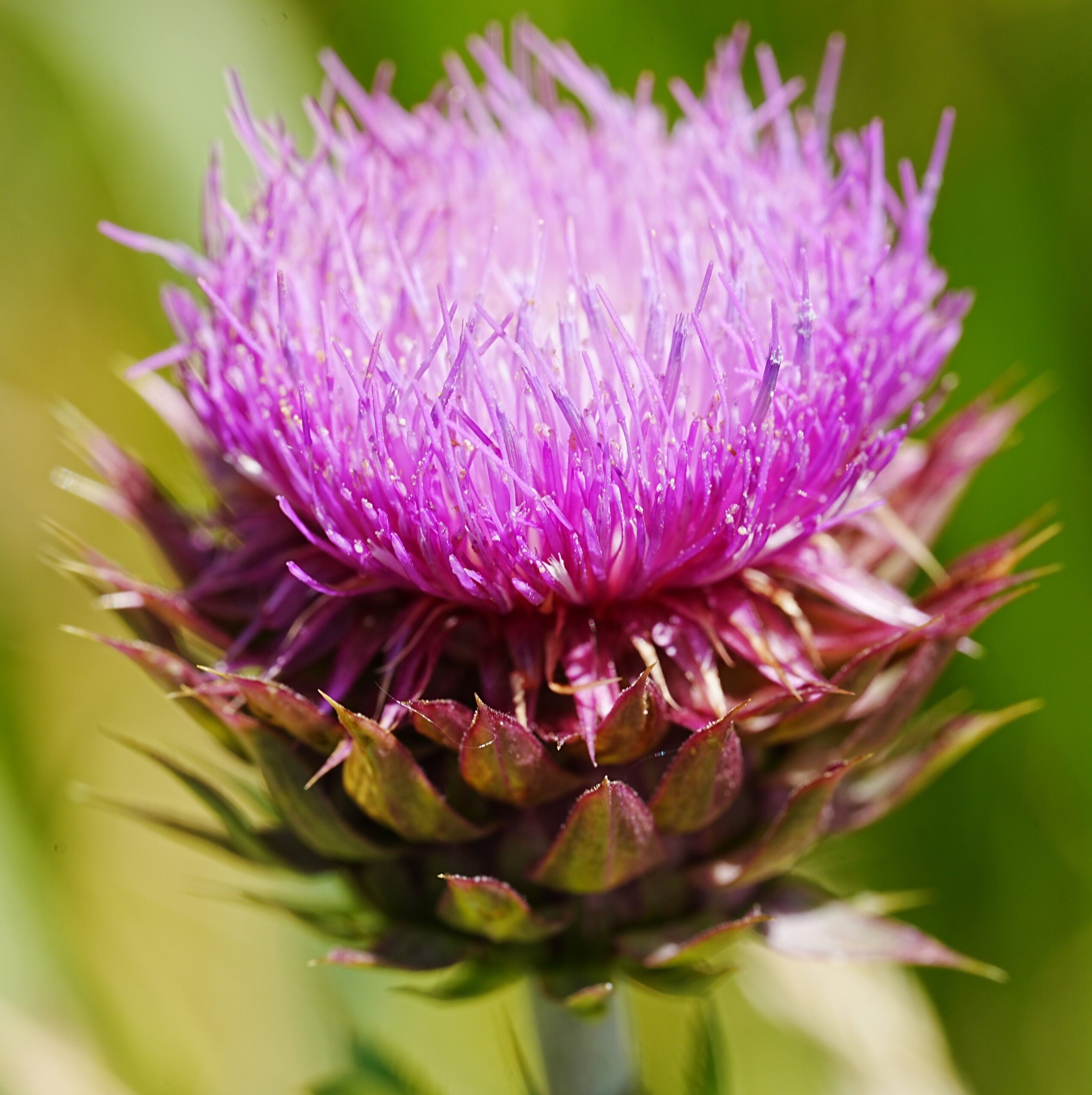 Mariendistel