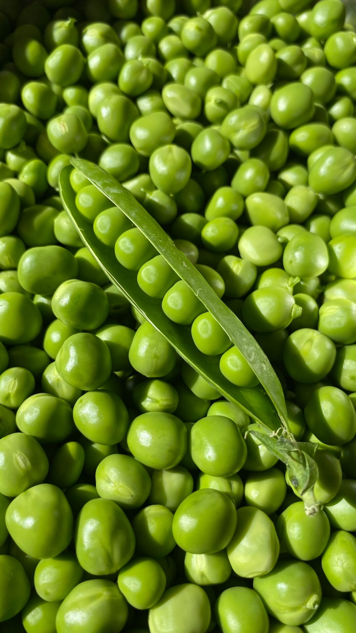 Erbsen